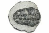 Phacopid (Drotops) Trilobite - Mrakib, Morocco #357346-2